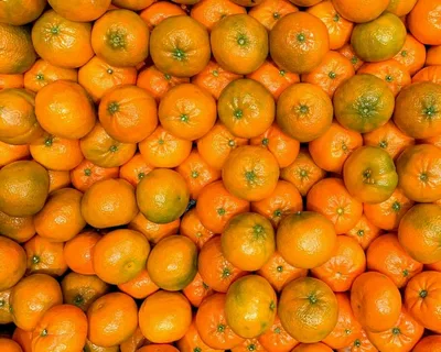 تصویر 4 از راهنمای خرید نارنگی شمال + قیمت عالی